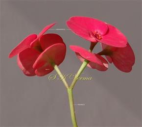  Inflorescence